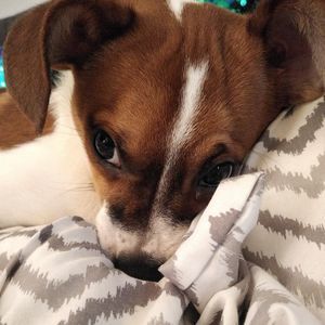 Meet your Posher, Ava